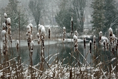 Cattails-snowcovered-Nov-OR-DRYBR-copy