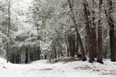 Cedars in snow