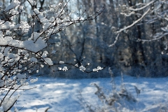 Twigs in snow