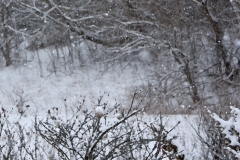 Meadow in snow