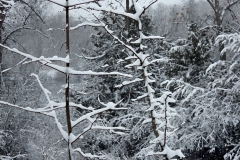 Snowing-trees-forest-FW-f5.6-Jan-DRYBR-copy
